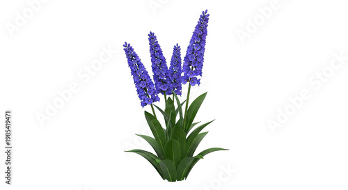 Purple Hyacinth Flower Plant