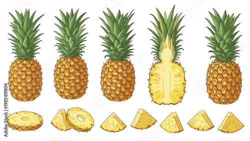 Collection of pineapple illustrations showing the whole fruit, a vertical cross-section, and various sliced pieces and chunks for food themes.