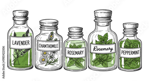 Illustration of glass jars containing herbal extracts of lavender, chamomile, rosemary, and peppermint, arranged in a row with detailed botanical labels