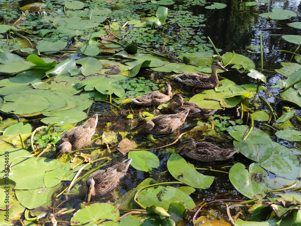 Naklejka premium Ducks in Blooming Pond Water Lilies Flock of ducks feeding in a green blooming pond with water lilies. Natural camouflage of birds blending with green and brown environment in peaceful wildlife scene.