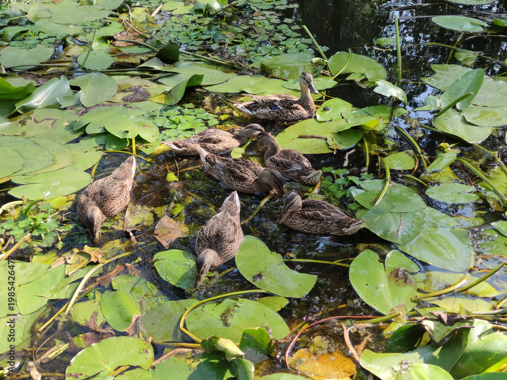 Naklejka premium Ducks in Blooming Pond Water Lilies Flock of ducks feeding in a green blooming pond with water lilies. Natural camouflage of birds blending with green and brown environment in peaceful wildlife scene.