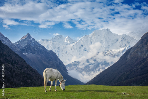 Horse Grazing with Snow-Covered Himalayan Mountains in Nepal