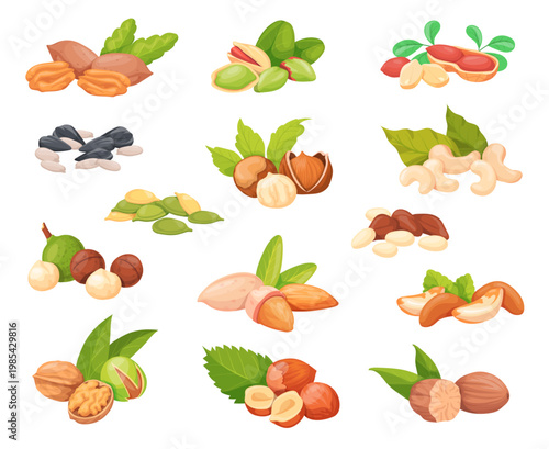 Cartoon nuts seeds. Almond peanut walnut hazelnut cashew pistachio pecan macadamia chestnut brazil nut sunflower pumpkin seed healthy snack food set neat vector illustration