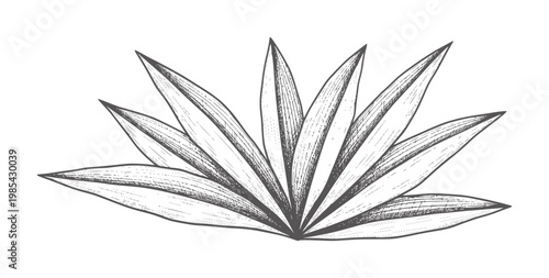 Hand drawn of a succulent plant with pointed leaves botanical nature leaf