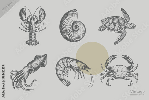 Set of sea food set illustration. Vintage engraving style vector Shell, crab, lobster, shrimp, squid, turtle collection. Realistic seafood Retro grunge dotted texture