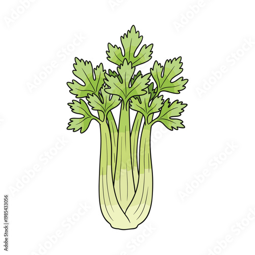 Green celery stalk with fresh leaves, isolated on white background