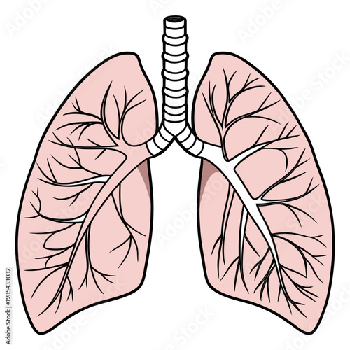 Human respiratory system illustration showing lungs trachea and bronchial tubes