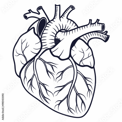 Detailed human heart anatomical line art illustration with arteries and veins