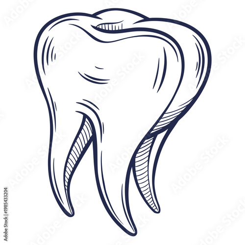Detailed hand drawn sketch of a human molar tooth with roots, dentistry