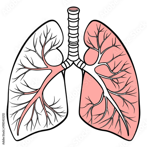Illustration of human lungs anatomy with respiratory system details, respiratory