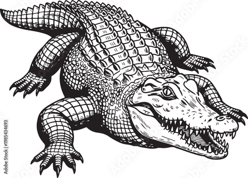 A detailed black and white illustration of an alligator in a resting pose. vector illustration