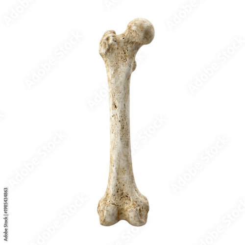 Quadro em tela Human femur bone isolated on transparent background