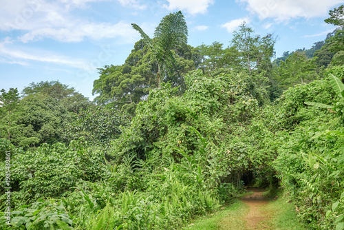 The rainforest of Borneo, Sabah, Malaysia.