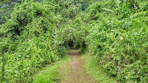 The rainforest of Borneo, Sabah, Malaysia.