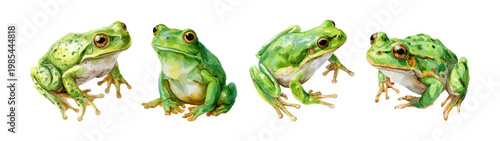 Watercolor frogs. Realistic toads with big eyes, green frog amphibian animal toad swamp creature reptiles pond wildlife paint art hand drawing vector illustration