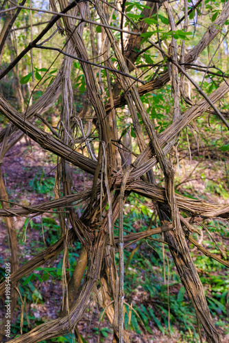 Old man’s beard (Clematis vitalba) tangled lianas in forest