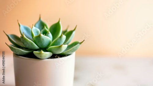 Close up Green Succulent Plant in White Pot