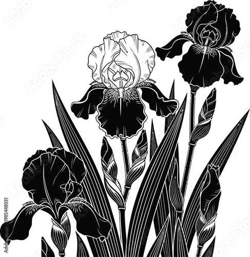 Black and white iris flowers, floral illustrations, vector graphics, botanical designs