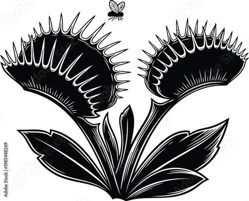 Venus flytrap, carnivorous plant, black and white illustration, insectivorous, botanical vector