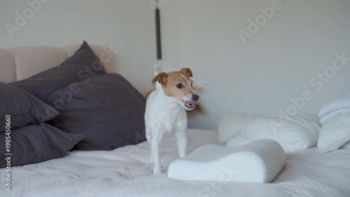 Small dog biting white pillow on bed in home interior. Active pet damaging cushion in bedroom. Concept of playful pet behavior, domestic life and indoor activity