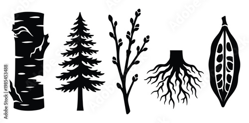 Variety of botanical plant silhouettes showing a textured birch trunk, evergreen spruce, spring tree buds, complex underground roots, and a split seed pod useful for educational graphics
