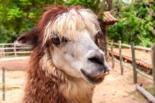 Wallpaper Mural Close-up portrait of a brown and white Llama showing prominent lower teeth in a rural farm setting, Brazil. Torontodigital.ca