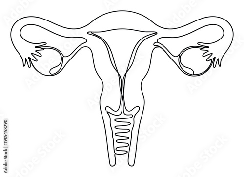 Elegant continuous line drawing of the female reproductive system, including uterus, ovaries, and fallopian tubes, ideal for medical education, healthcare presentations, and biology studies.