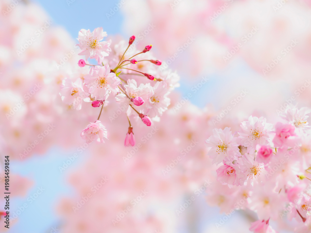 Fototapeta premium 満開の枝垂れ桜のクローズアップ。残りいくつかのツボミが開花しようとする見頃の時期。ふんわりボケた背景。明るい雰囲気。やさしい穏やかな春のイメージ。心象風景。