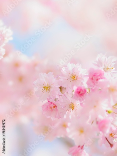 満開の枝垂れ桜のクローズアップ。残りいくつかのツボミが開花しようとする見頃の時期。ふんわりボケた背景。明るい雰囲気。やさしい穏やかな春のイメージ。心象風景。縦構図