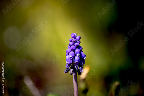 Muscari Armeniacum, a type of mountain hyacinth, against a blurred natural background. Purple flower. Bloom, blossom. Copy space, blank, empty. No people, nobody. Horizontal photo.