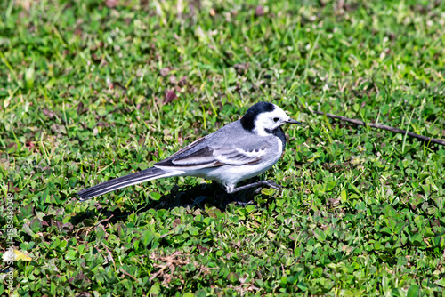 White wagtail (Motacilla alba) in green meadows. White wagtail resting during migration. Bird, animal idea concept. Ornithology. Horizontal photo. No people, nobody. Nature.