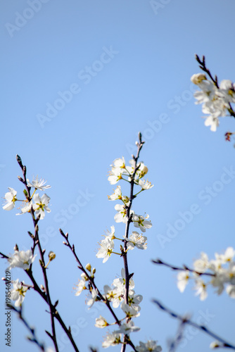 Plum blossom on blurry blue sky background. Fruit trees bloom in spring. Plant. Natural wallpaper.