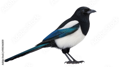 Foto Black Eurasian Magpie Bird with White Wing Patches and Blue Feathers