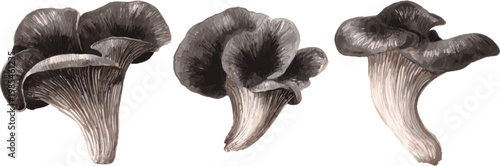 Set of watercolor black oyster mushrooms with different patterns, in clip art style, isolated on white background