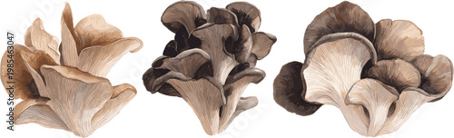 Collection of watercolor oyster mushrooms on white background with different patterns, flat design vector graphics