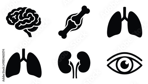 Collection of fundamental human anatomy icons including brain, lungs, kidneys, bone, and eye, perfect for medical education, healthcare applications, scientific presentations, and biology