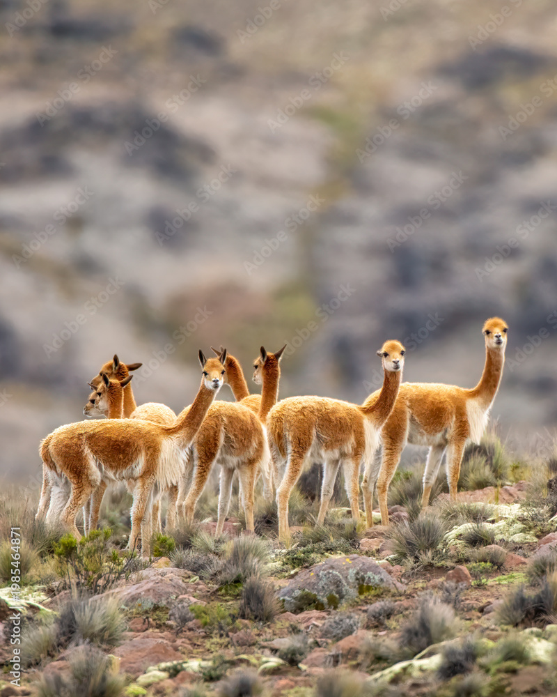 Fototapeta premium Vicuna in the Peruvian Andes outside Arequipa, Peru