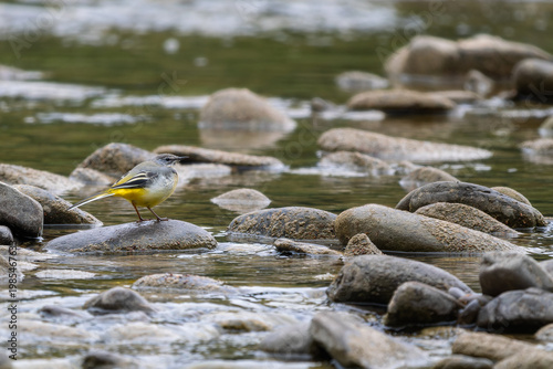 Grey Wagtail - Motacilla cinerea, beautiful colored perching bird living close to running waters across Europe, Asia and Africa, Poland.