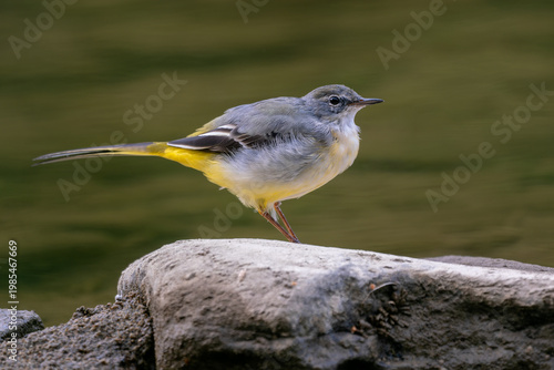 Grey Wagtail - Motacilla cinerea, beautiful colored perching bird living close to running waters across Europe, Asia and Africa, Poland.