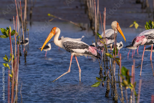 Painted Stork large stork with a long yellow bill that curves down at the tip