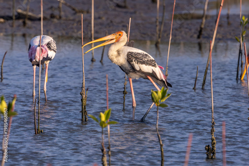 Painted Stork large stork with a long yellow bill that curves down at the tip
