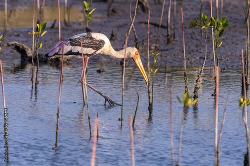 Painted Stork large stork with a long yellow bill that curves down at the tip