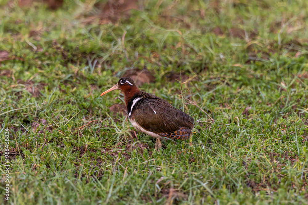 Fototapeta premium The Greater Painted-Snipe is a shy and normally very difficult species to see