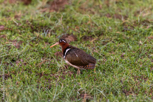 The Greater Painted-Snipe is a shy and normally very difficult species to see