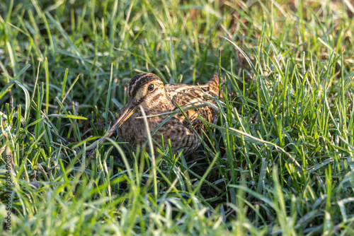 pin-tailed snipe  is a species of bird in the family Scolopacidae