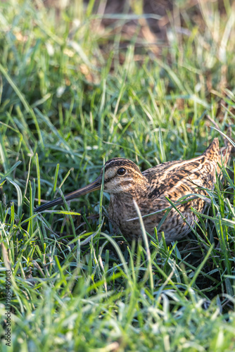 pin-tailed snipe  is a species of bird in the family Scolopacidae