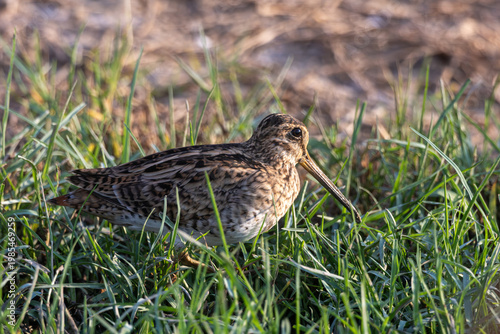pin-tailed snipe  is a species of bird in the family Scolopacidae