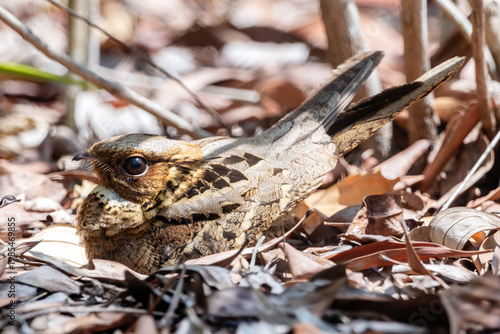 Large-tailed Nightjar  is largest and most frequently encountered nightjar