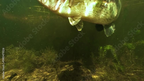 Underwater view of a nervous largemouth bass Micropterus salmoides attacking the camera above its nest during spawning season, showing aggressive nest guarding in shallow freshwater habitat