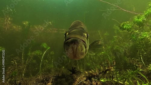 Long close up sequence of a black bass Micropterus salmoides facing camera with graceful fin movement, lifting its head to reveal throat, then turning to profile among green aquatic plants